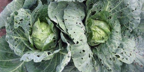 Kako liječiti kupus od štetočina